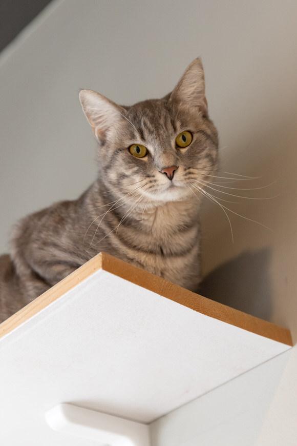 Enlarge Mr Grey, a Adoptable Domestic Short Hair in Dayton, OH image 1/2