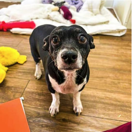 Enlarge Marnie, an adopted Chihuahua in Marble Falls, TX image 2/2