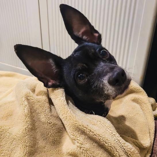 Enlarge Marnie, an adopted Chihuahua in Marble Falls, TX image 1/2