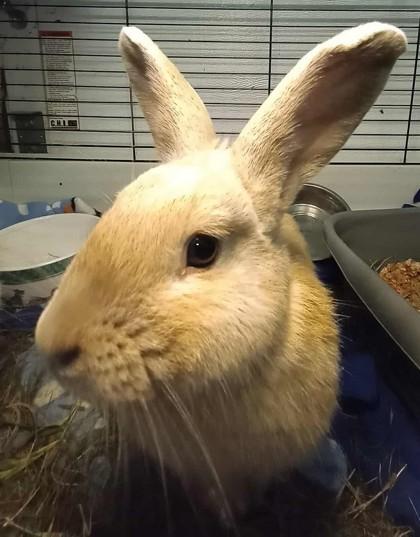 Enlarge Bert, a Adoptable Rex in Waupaca, WI image 1/1