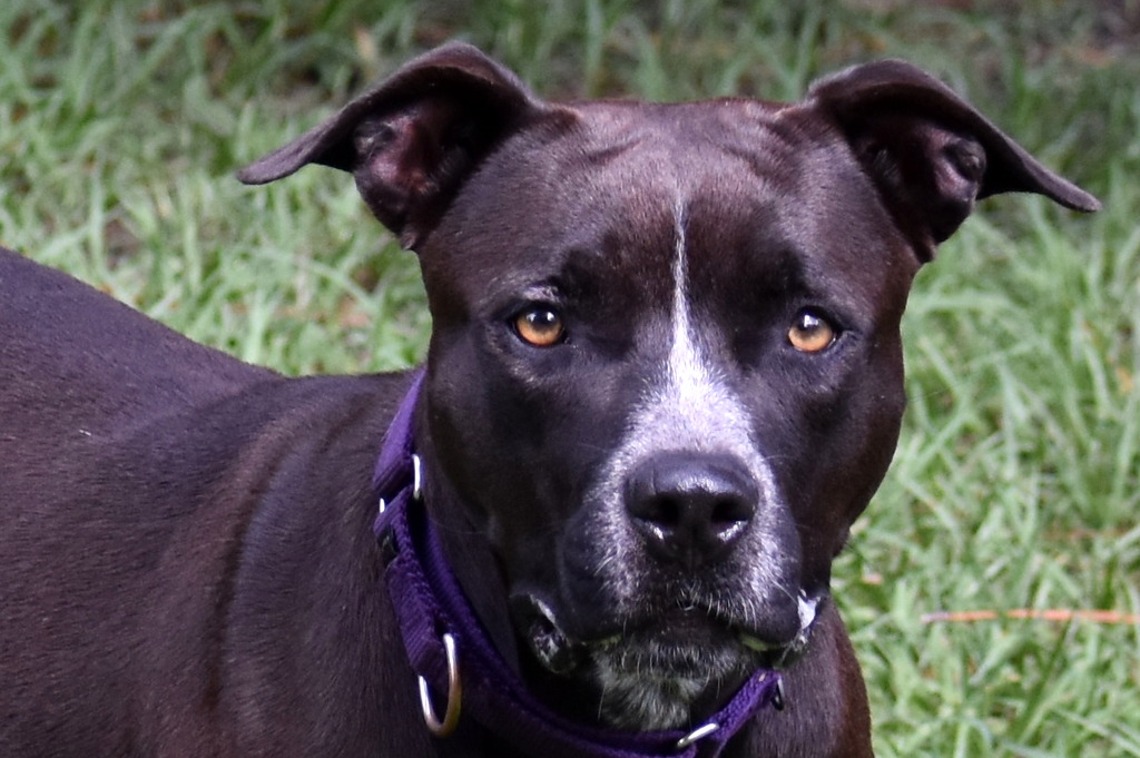 Wendy, Adoptable, Adult Female Black Labrador Retriever & Pit Bull Terrier.