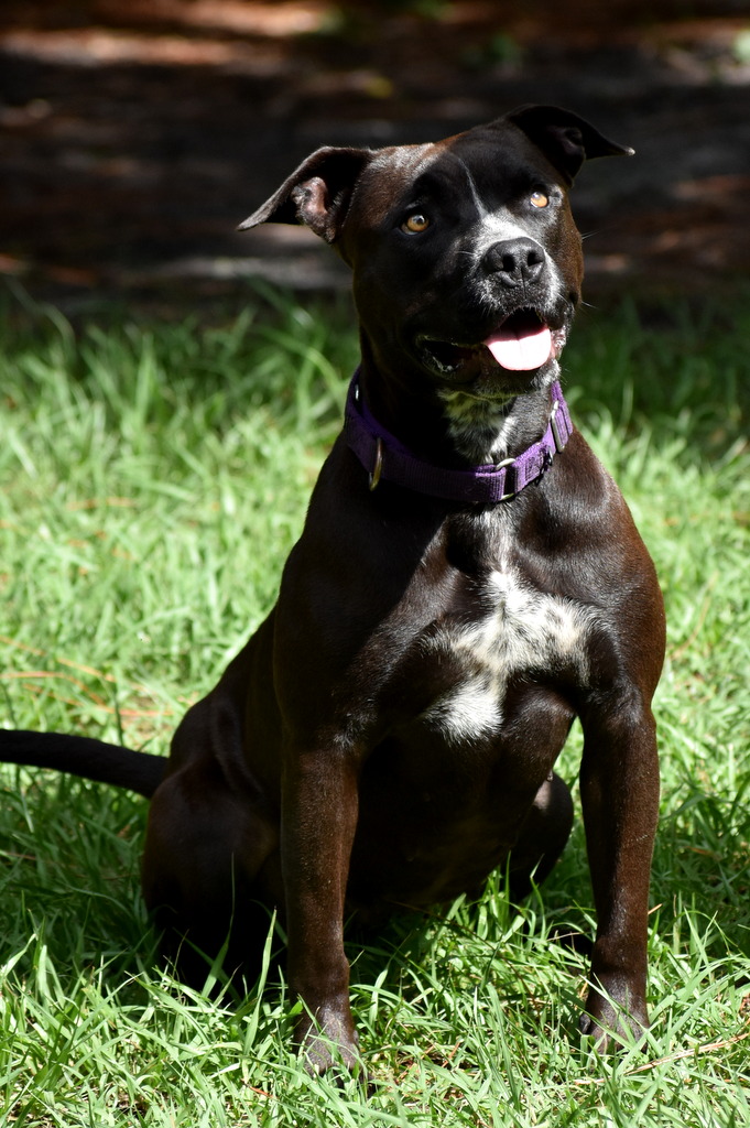 Wendy, a Adoptable mixed breed in Palm City, FL image 2/5