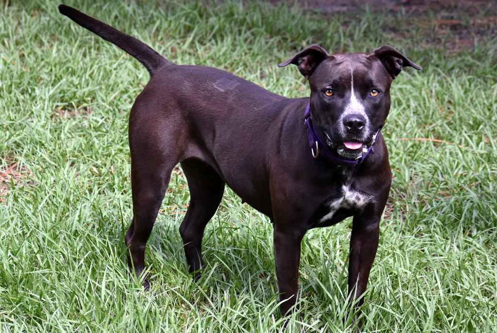Wendy, a Adoptable mixed breed in Palm City, FL image 3/5
