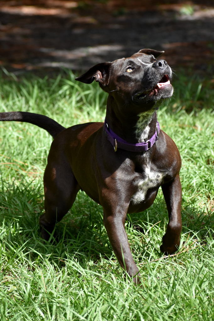 Wendy, a Adoptable mixed breed in Palm City, FL image 4/5