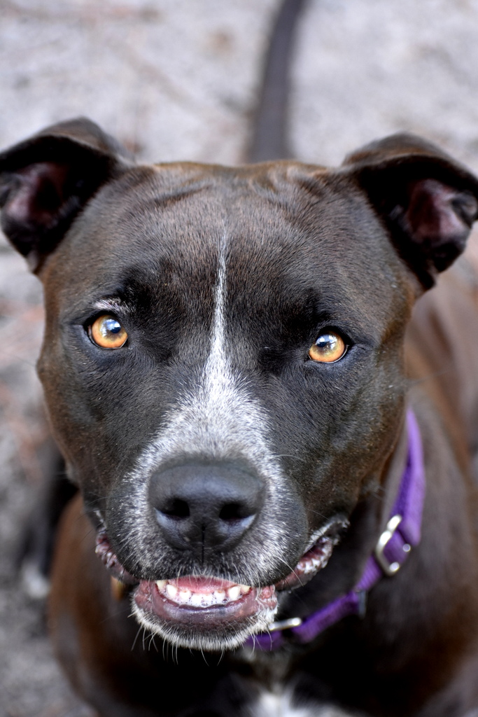 Wendy, a Adoptable mixed breed in Palm City, FL image 5/5