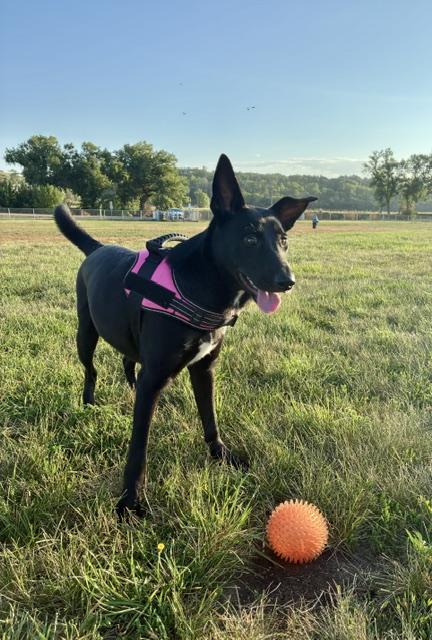 Enlarge Leia, a ADOPTABLE Mixed Breed in Sioux Falls, SD image 5/5