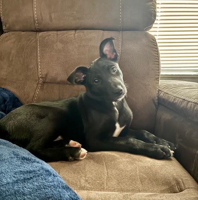 Enlarge Leia, a ADOPTABLE Mixed Breed in Sioux Falls, SD image 2/6