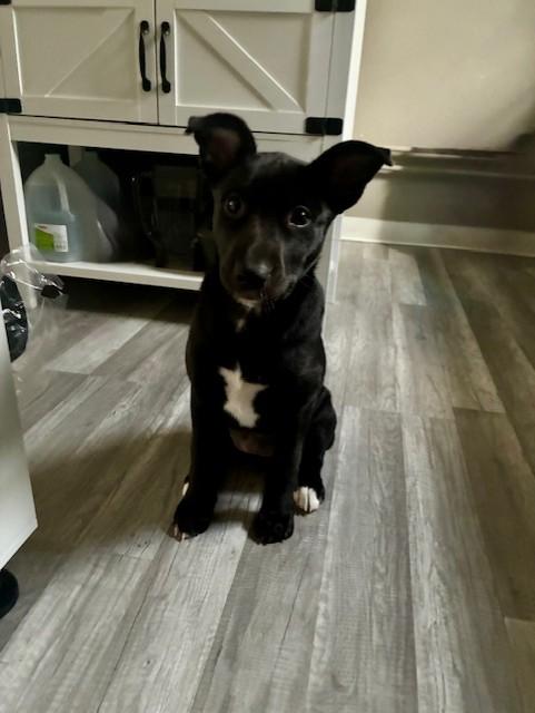 Enlarge Leia, a ADOPTABLE Mixed Breed in Sioux Falls, SD image 3/6