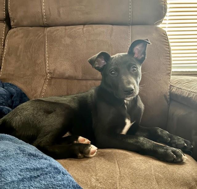 Enlarge Leia, a ADOPTABLE Mixed Breed in Sioux Falls, SD image 1/6