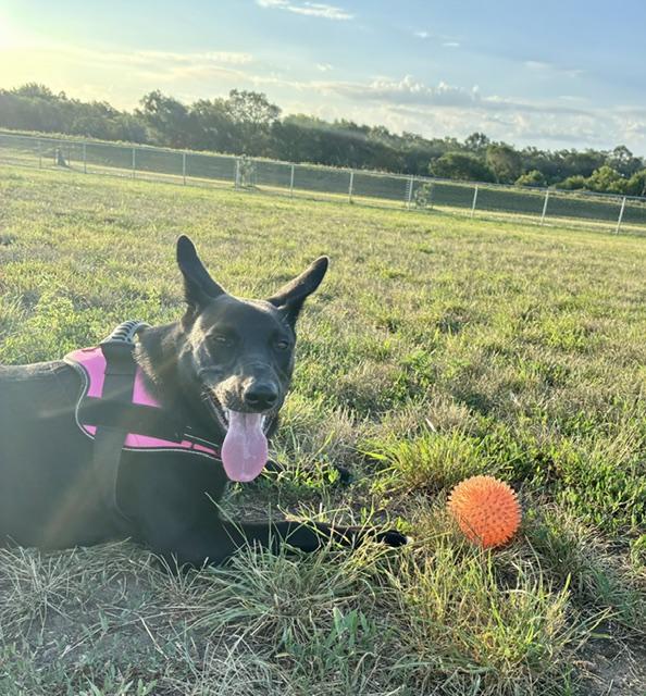 Enlarge Leia, a ADOPTABLE Mixed Breed in Sioux Falls, SD image 4/5