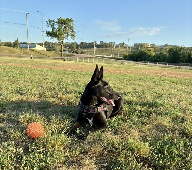 Enlarge Leia, a ADOPTABLE Mixed Breed in Sioux Falls, SD image 3/5
