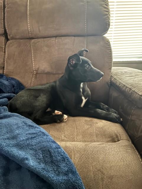 Enlarge Leia, a ADOPTABLE Mixed Breed in Sioux Falls, SD image 4/6
