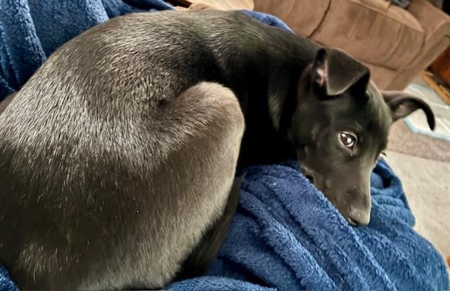 Enlarge Leia, a ADOPTABLE Mixed Breed in Sioux Falls, SD image 5/6