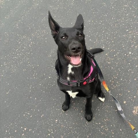 Leia, ADOPTABLE, Puppy Female Mixed Breed.