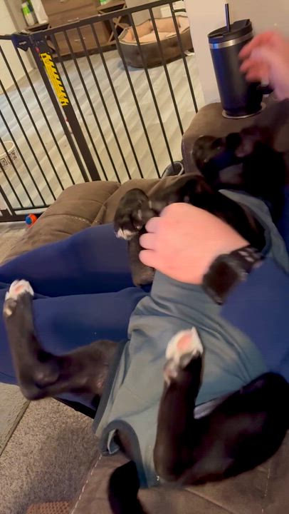 Enlarge Leia, a ADOPTABLE Mixed Breed in Sioux Falls, SD video 6/6