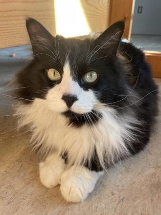 Franklin, ADOPTABLE, Adult Male Domestic Medium Hair.