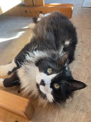 Franklin, a ADOPTABLE Domestic Medium Hair in Cranbrook, BC image 3/3