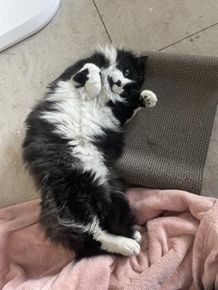 Franklin, a ADOPTABLE Domestic Medium Hair in Cranbrook, BC image 2/3