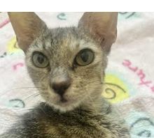 Rainey, Adoptable, Adult Female Domestic Short Hair.