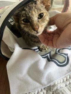 Rainey, a Adoptable Domestic Short Hair in Lafayette, LA image 4/6
