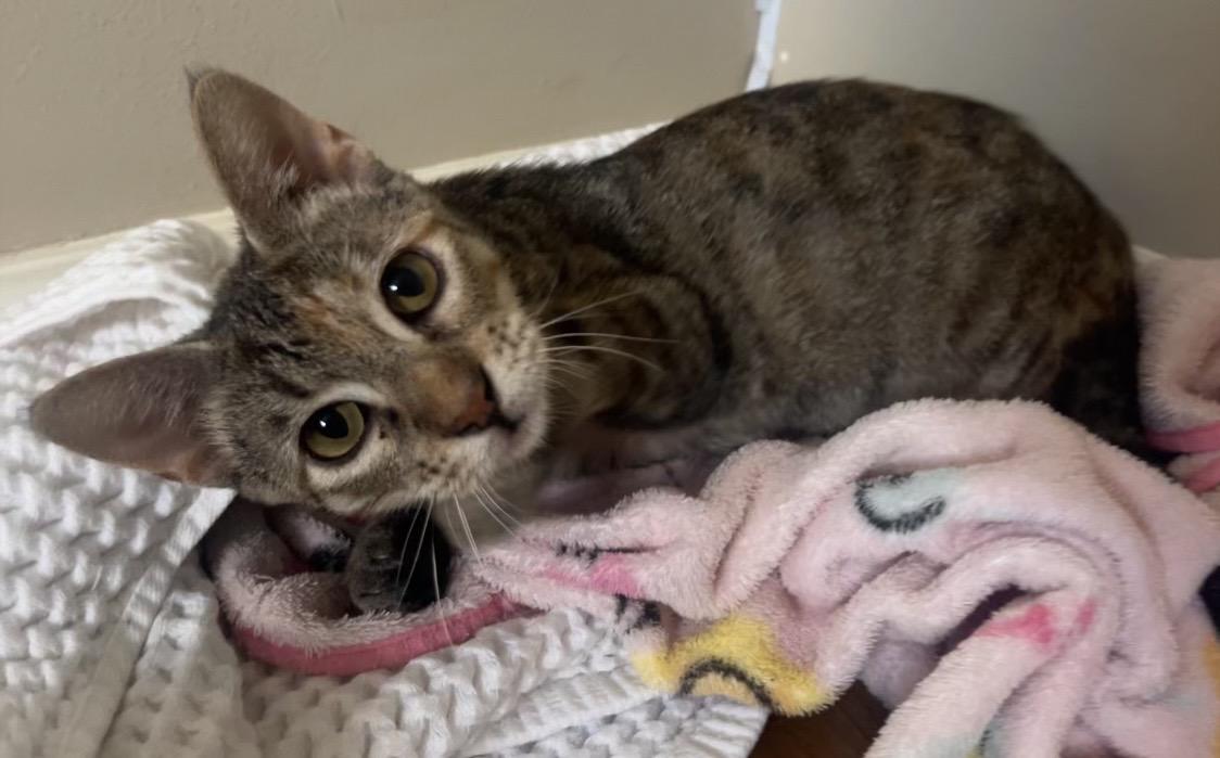 Enlarge Rainey, a Adoptable Domestic Short Hair in Lafayette, LA image 4/6