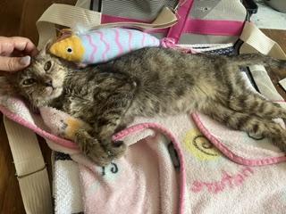 Rainey, a Adoptable Domestic Short Hair in Lafayette, LA image 2/6