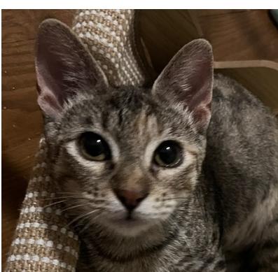 Rainey, Adoptable, Adult Female Domestic Short Hair.