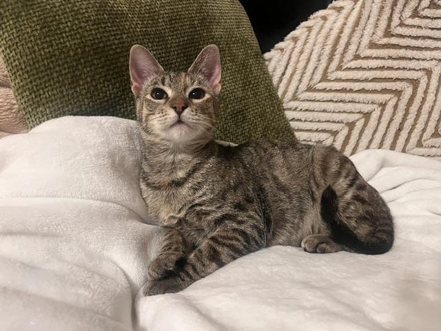 Enlarge Rainey, a Adoptable Domestic Short Hair in Lafayette, LA image 2/6