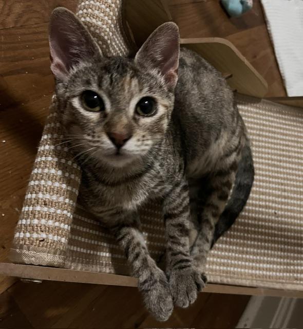 Enlarge Rainey, a Adoptable Domestic Short Hair in Lafayette, LA image 3/6