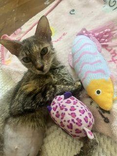 Rainey, a Adoptable Domestic Short Hair in Lafayette, LA image 5/6