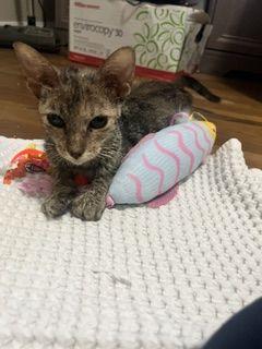 Rainey, a Adoptable Domestic Short Hair in Lafayette, LA image 3/6
