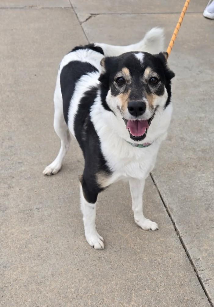 Enlarge Maude, an adopted mixed breed in Larned, KS image 2/2