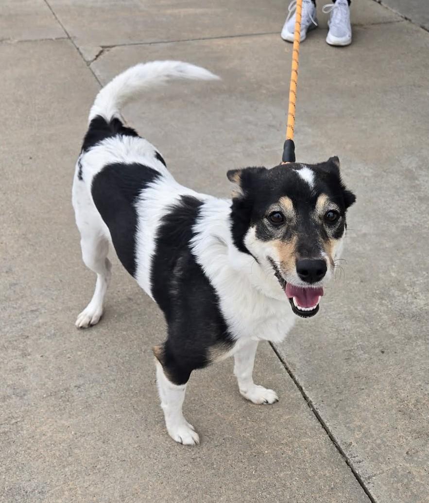 Maude, adopted, Adult Female Husky & Terrier.