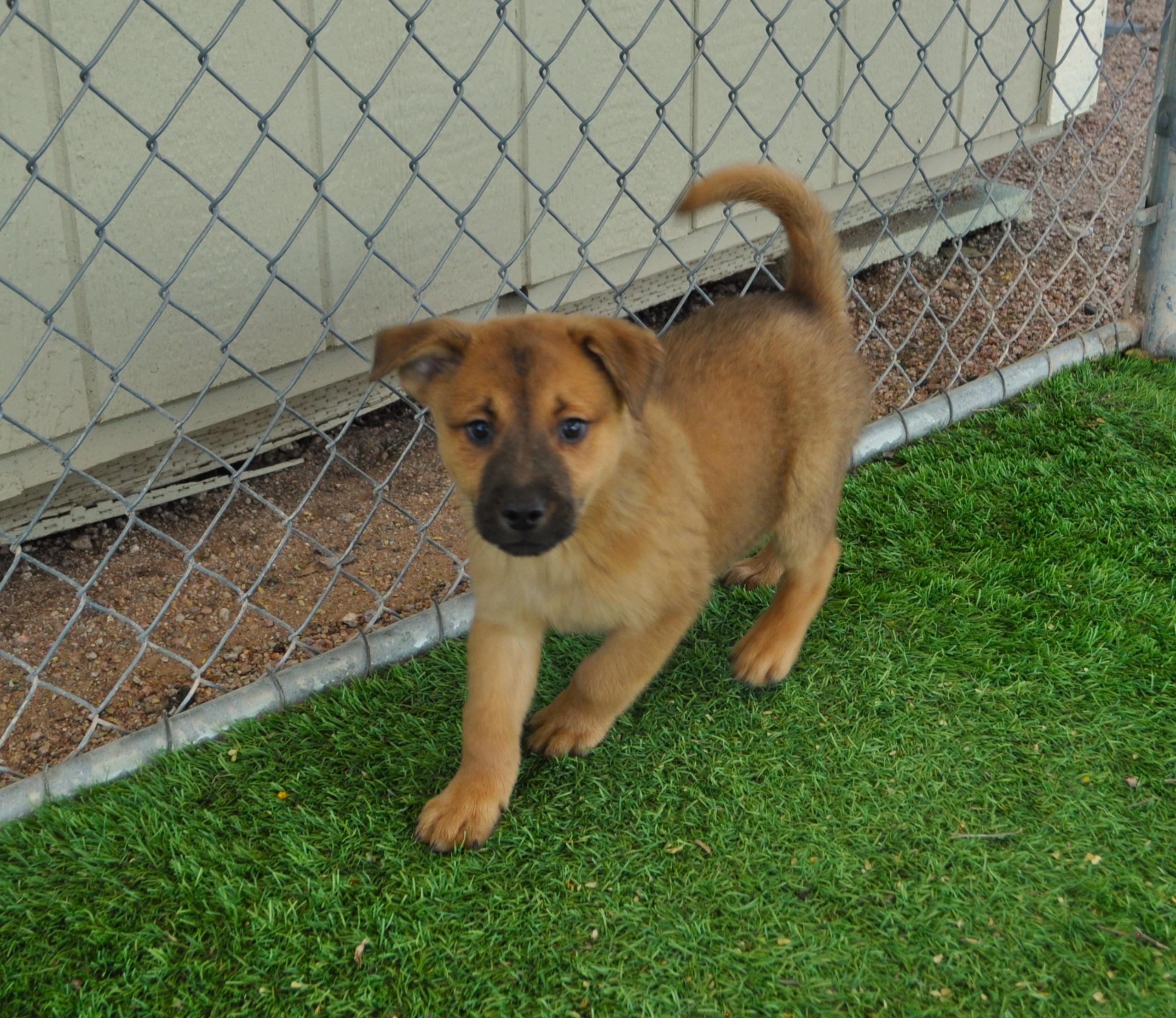 Parka, a ADOPTABLE mixed breed in Apache Junction, AZ image 1/3