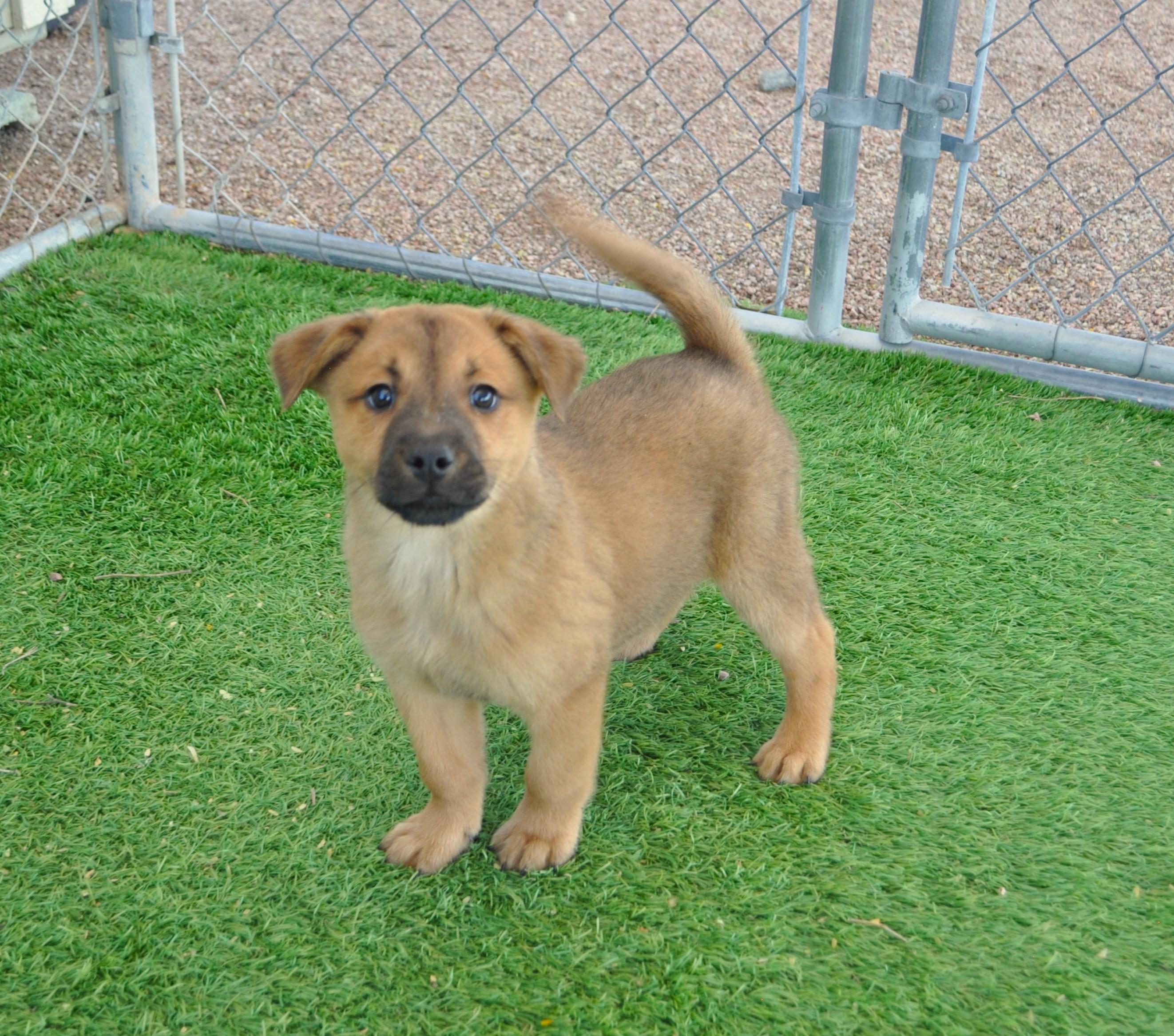 Parka, a ADOPTABLE mixed breed in Apache Junction, AZ image 2/3