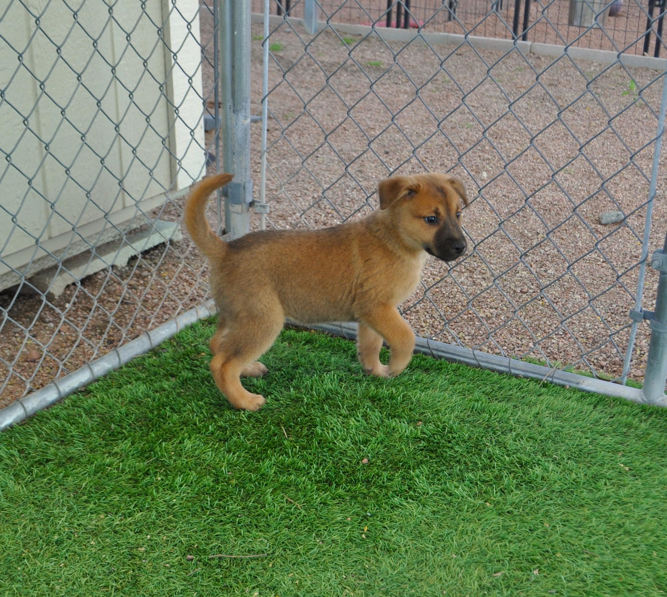 Parka, a ADOPTABLE mixed breed in Apache Junction, AZ image 3/3