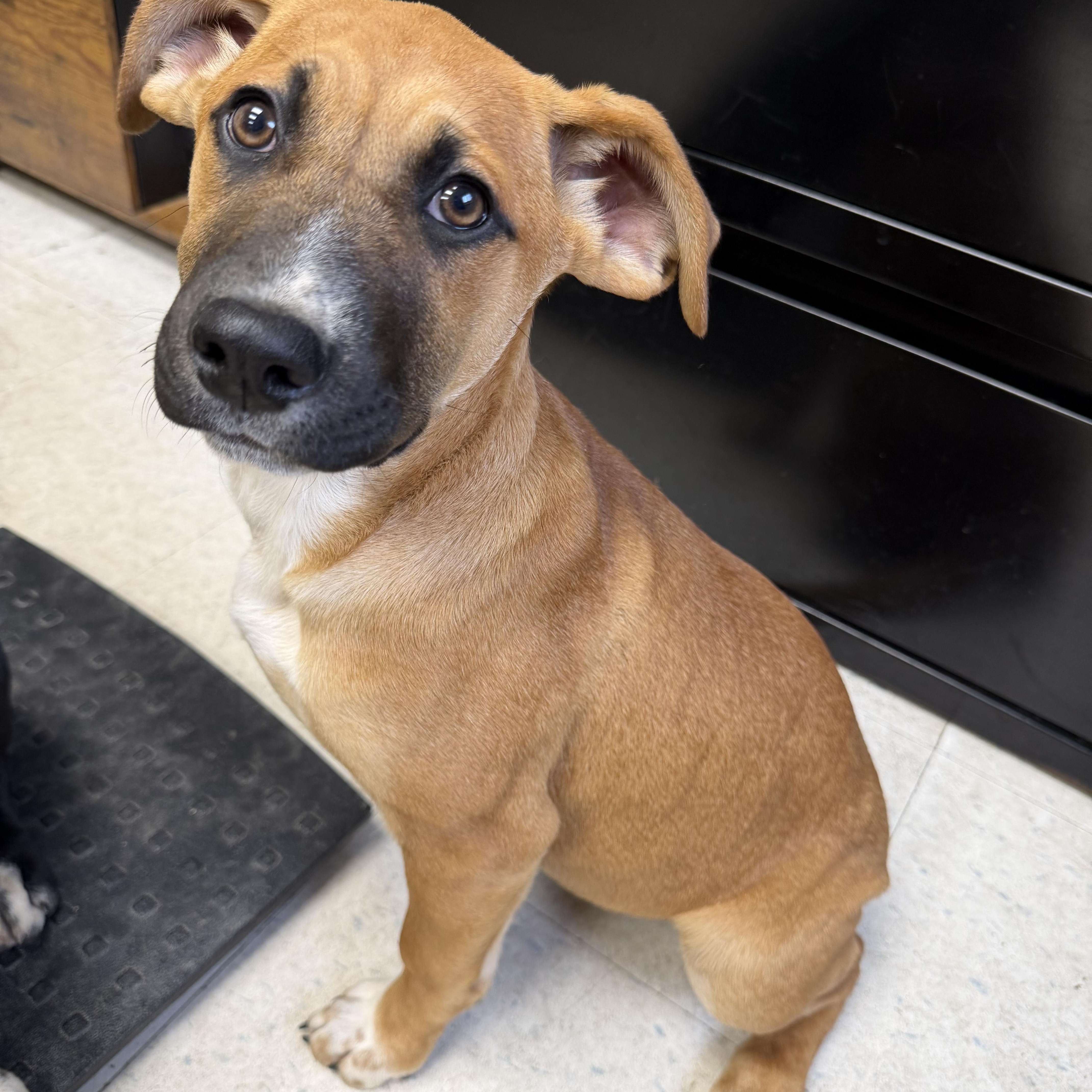 Lola, ADOPTABLE, Young Female Labrador Retriever.