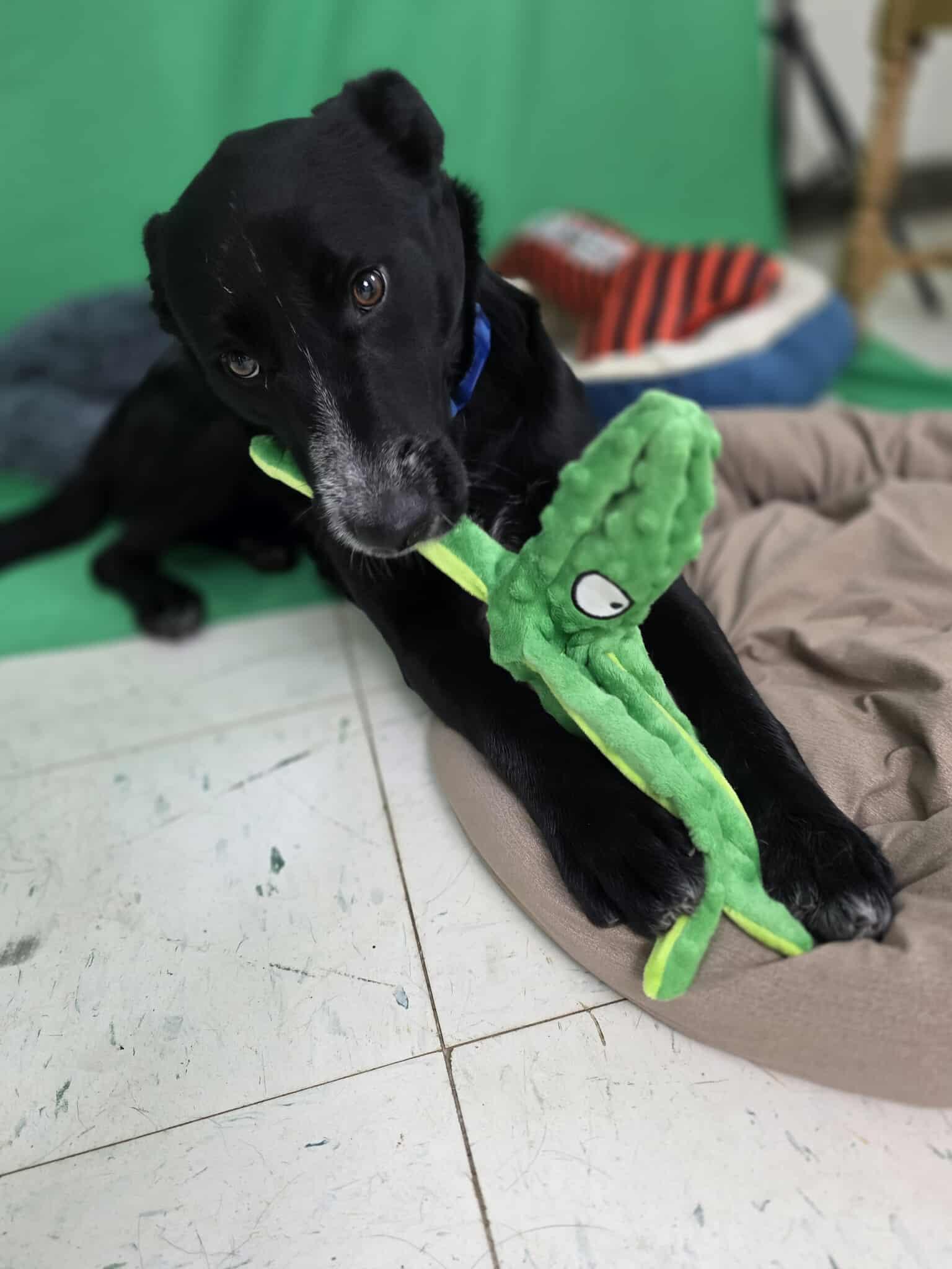 Marcus, an adopted Mixed Breed in Harrodsburg, KY image 3/3