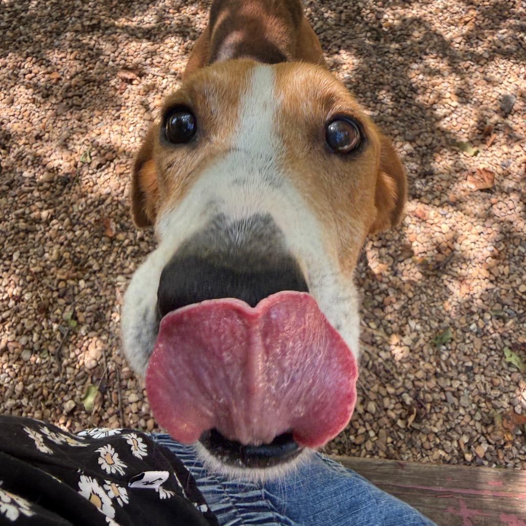 Memphis, Adoptable, Adult Male American Foxhound.