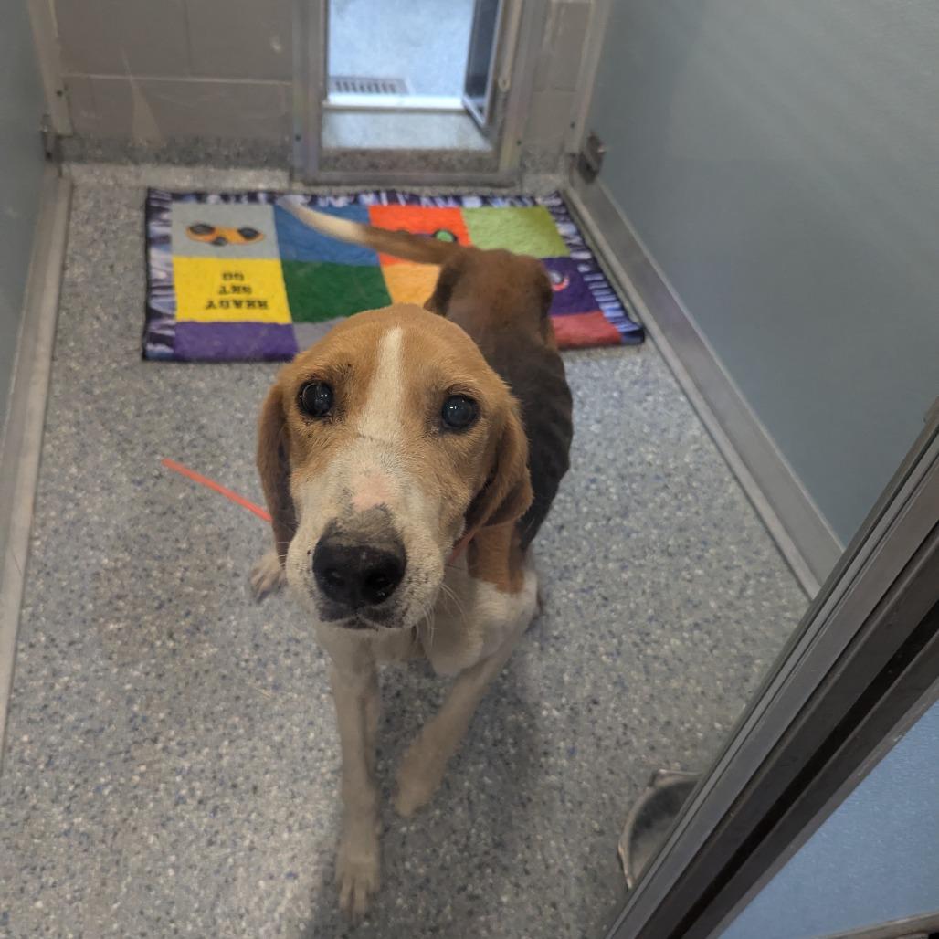 Enlarge Memphis, a Adoptable American Foxhound in Charlottesville, VA image 2/6