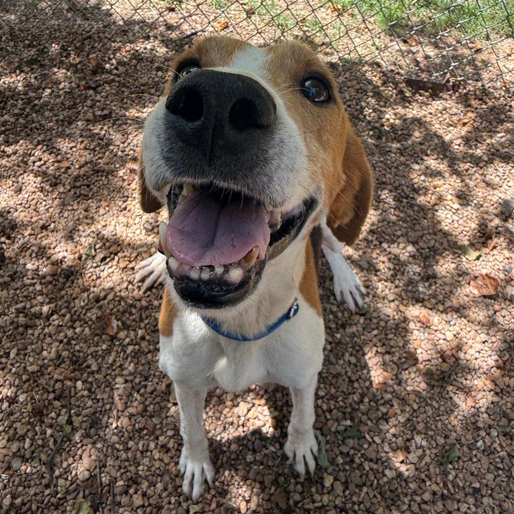 Enlarge Memphis, a Adoptable American Foxhound in Charlottesville, VA image 3/6