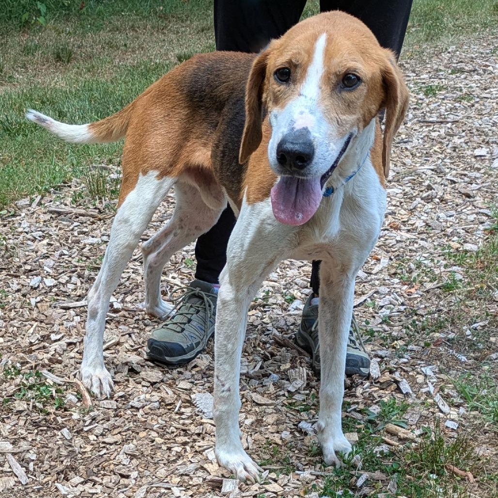 Enlarge Memphis, a Adoptable American Foxhound in Charlottesville, VA image 4/6