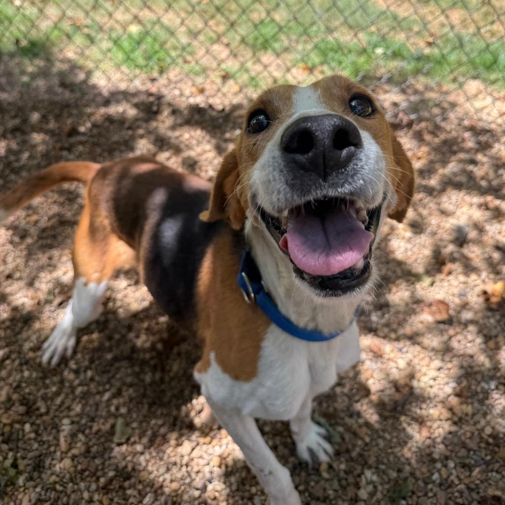 Enlarge Memphis, a Adoptable American Foxhound in Charlottesville, VA image 5/6