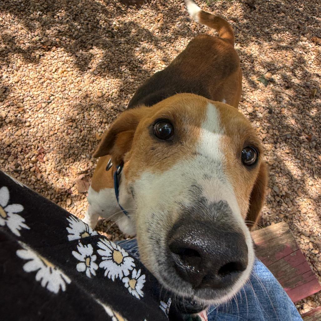 Enlarge Memphis, a Adoptable American Foxhound in Charlottesville, VA image 6/6