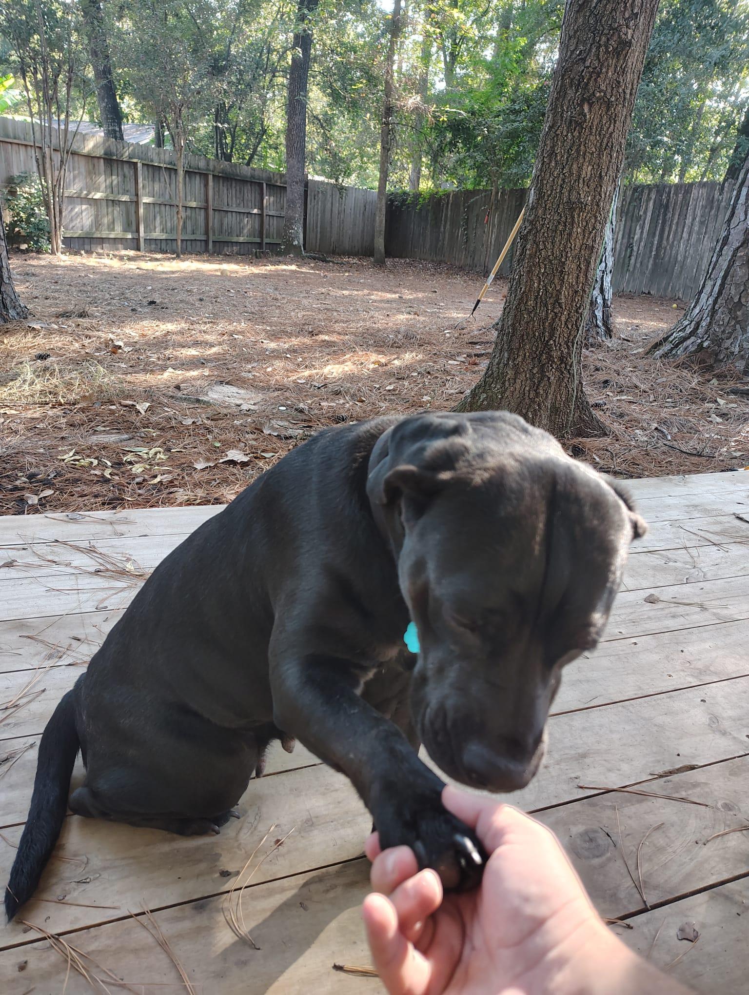 Freya, Adoptable, Adult Female Labrador Retriever.