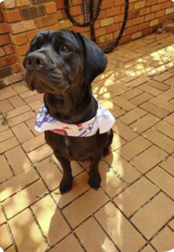 Enlarge Freya, a Adoptable Labrador Retriever in The Woodlands, TX image 2/3