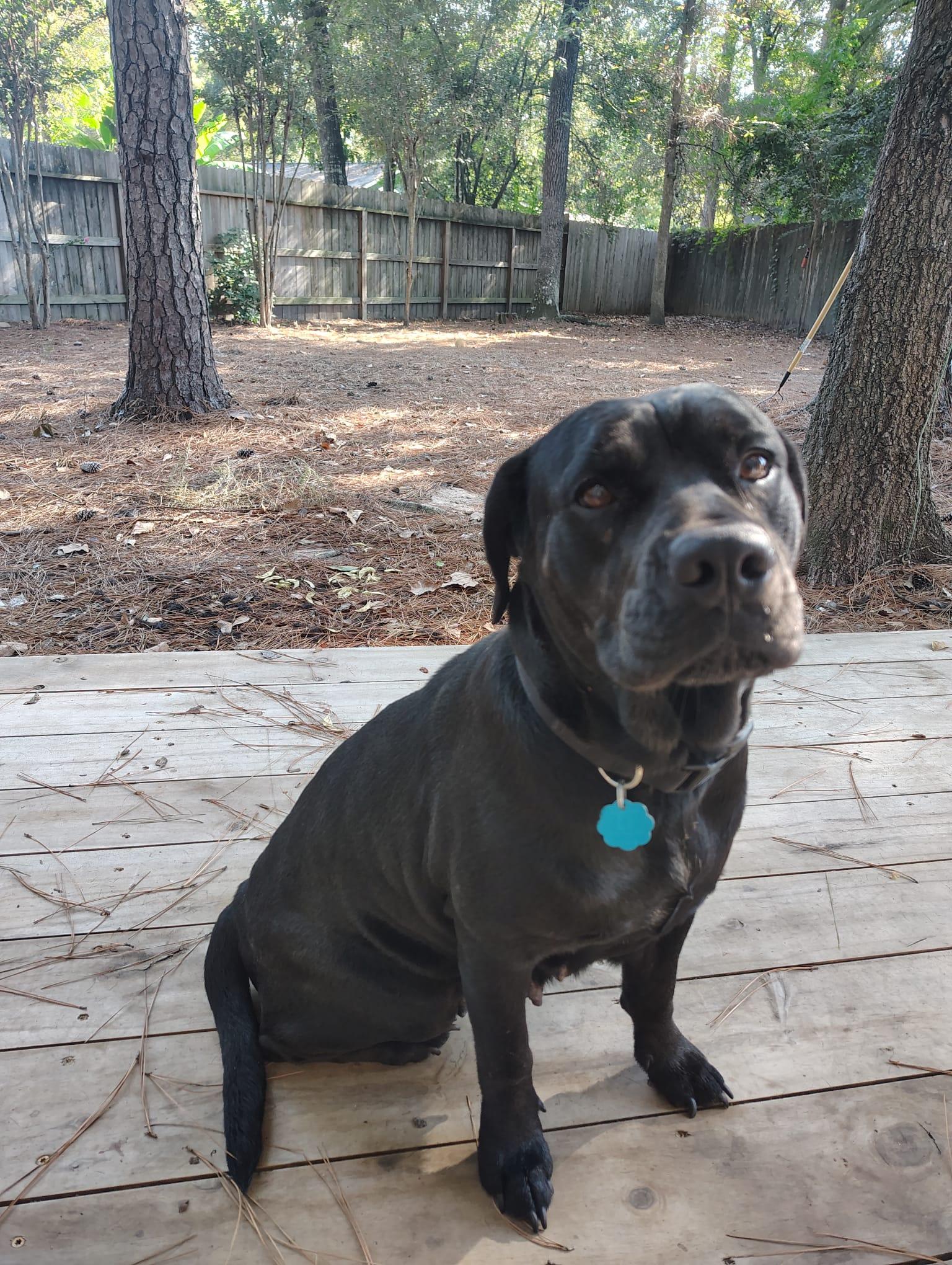 Enlarge Freya, a Adoptable Labrador Retriever in The Woodlands, TX image 3/3