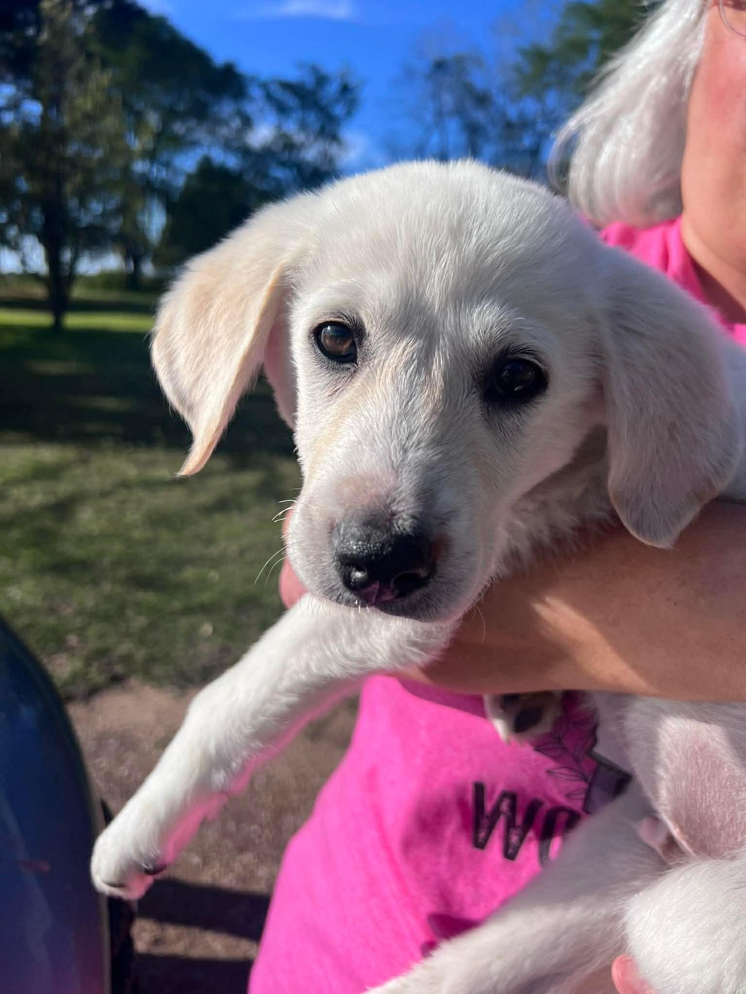 Opa!, Adopted, Young Male Great Pyrenees & Labrador Retriever.