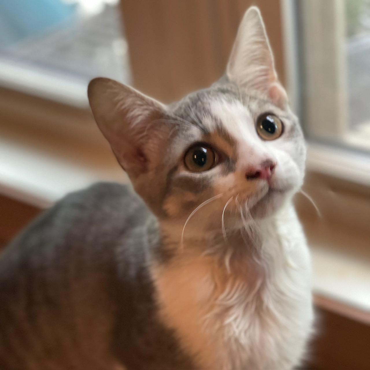 Echo, Adoptable, Kitten Male Domestic Short Hair & Tabby.