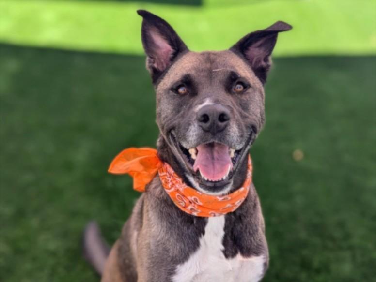 TUFF, Adoptable, Adult Male Pit Bull Terrier.